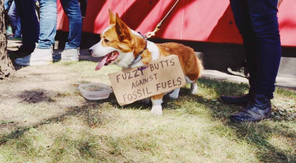Dog wearing a protest sign "fuzzy butts against fossil fuels"